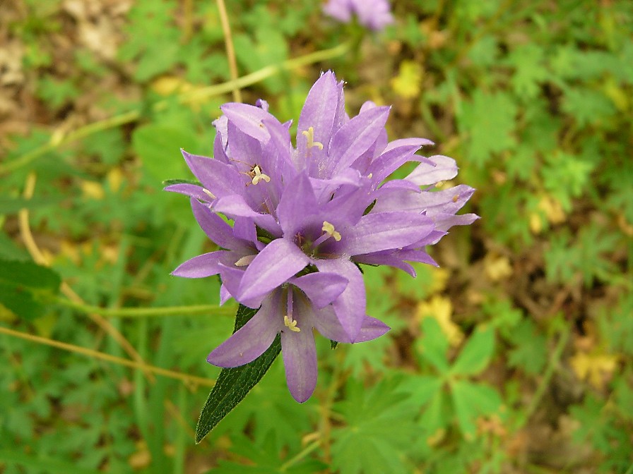 Campanula rapunculus, C. Glomerata e C. trachelium